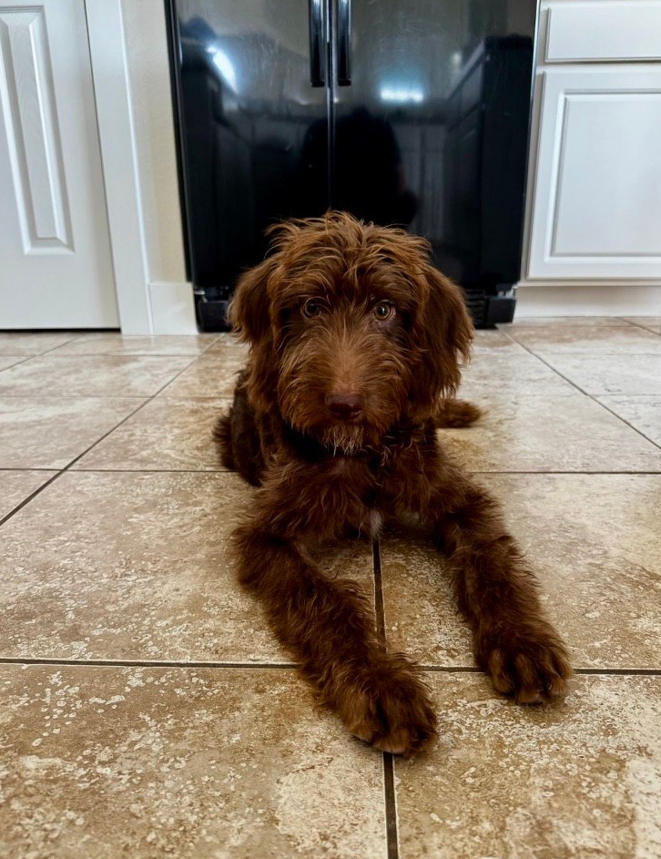 Chewy — the real dog