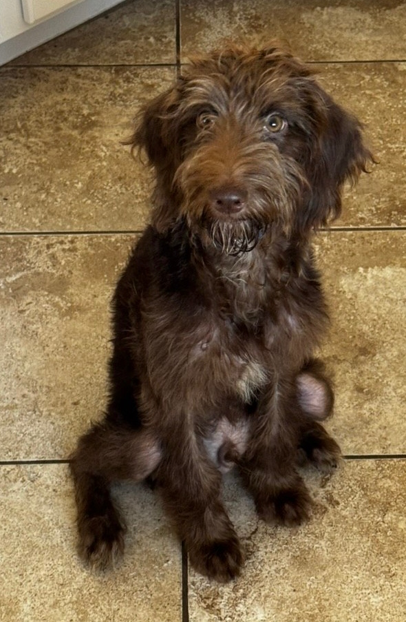 Chewy — the real dog, close-up